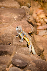 Colorful butterfly lizard on a Stone wall in Thailand