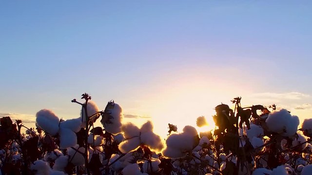 Agriculture - Image of ripe cotton ready for harvest, slow motion of cotton with sunset - Agribusiness