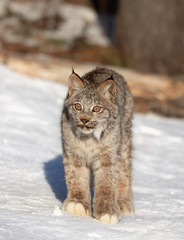 Canada Lynx kitten (Lynx canadensis) walking in the winter snow 