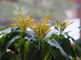 Pachistachis is an exotic houseplant with yellow, similar to panicles. Wintering. Pleasing to the eye.