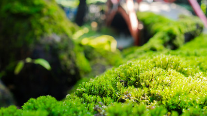 Lush green moss forest with old tree with moss. Background © phoomrat