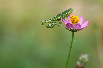 Flower mantis on the flower