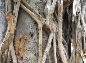 korzenie i pnącza na pniu drzewa banian - obrazy, fototapety, plakaty