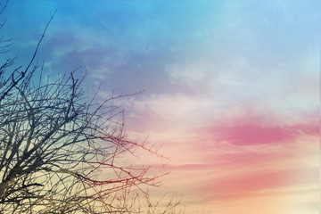 Obraz premium Sky background with tree branches on the sunset, gold, pink and blue lights, de-focused