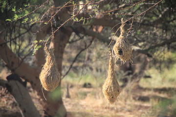 zwisające z gałęzi drzew gniazda ptaków wikłaczy w afryce © KOLA  STUDIO