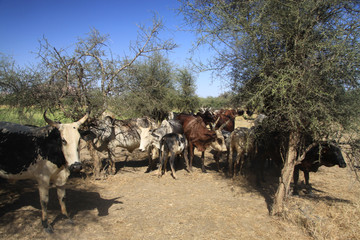 stado białych i brązowych krów na afrykańskim pastwisku między drzewami © KOLA  STUDIO