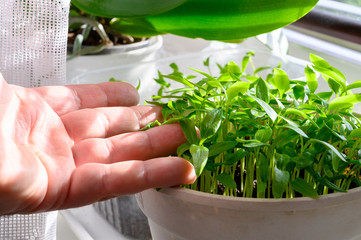 Side view of flower pot with plant seedlings. The hand of a gardener controls the growth and health of plants.