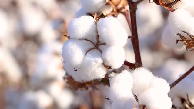 Agriculture, cotton in detail, macro cotton boll, cotton field with blue sky, Brazilian agribusiness