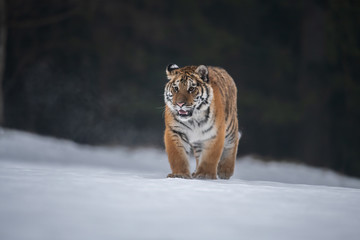 Siberian Tiger running in snow. Beautiful, dynamic and powerful photo of this majestic animal. Set in environment typical for this amazing animal. Birches and meadows