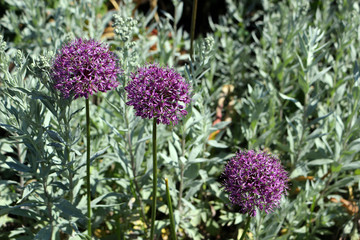 Allium hollandicum or Persian onion