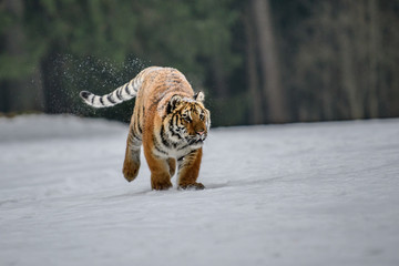 Siberian Tiger running in snow. Beautiful, dynamic and powerful photo of this majestic animal. Set in environment typical for this amazing animal. Birches and meadows