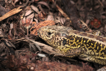 Erwacht aus dem Winterschlaf - Zauneidechse im Februar