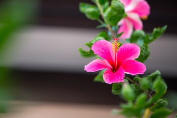 Fototapeta na wymiar pink hibiscus flower in garden