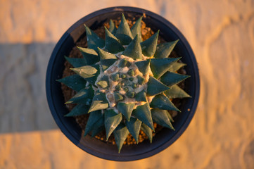 Ariocarpus trigonus in flower pot