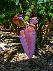 Banana palm 