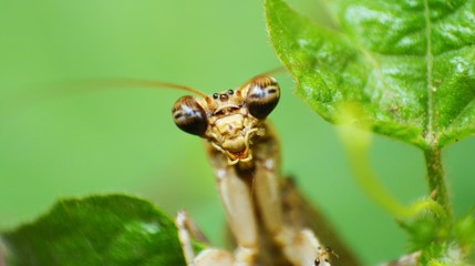 The big brown black eyes of praying mantis