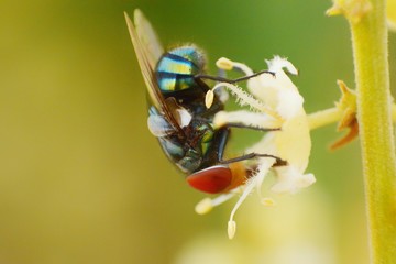Blow fly red eyes  Chrysomya megacephala species caught on pollen.