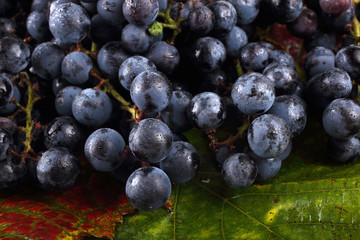 Wine grape on autumn leaves background