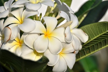 Obraz na płótnie Canvas Colorful flowers.Group of flower.group of yellow white and pink flowers (Frangipani, Plumeria) White and yellow frangipani flowers with leaves in background.