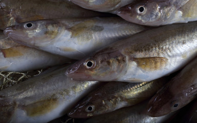 Saffron cods background