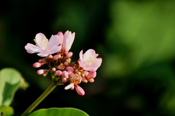 Obraz premium Colorful flowers.Group of flower.group of yellow white and pink flowers (Frangipani, Plumeria) White and yellow frangipani flowers with leaves in background.