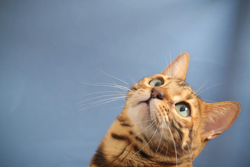 portrait of a Bengal cat close-up