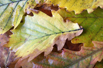 Autumn oak leaves background