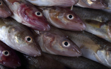 Saffron cods background