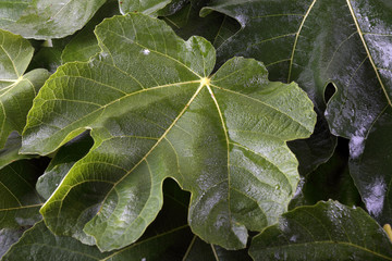 Fig leaves background