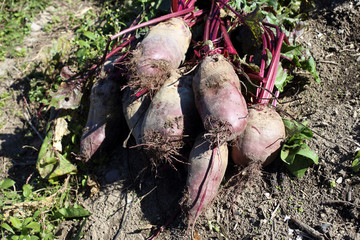 Beets harvest on field