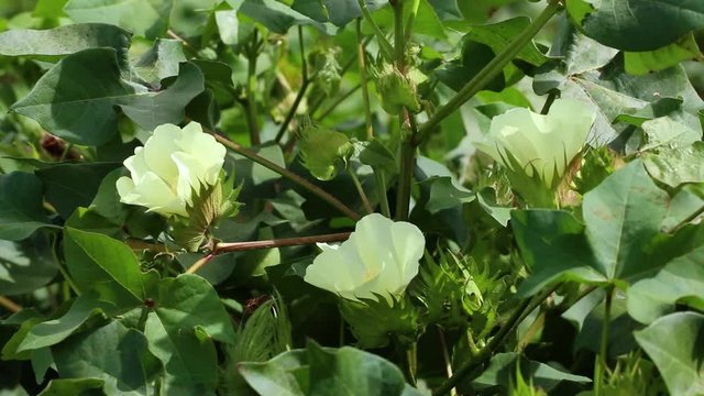 Agriculture - Cotton flowers in detail, with gentle wind movement - Agribusiness