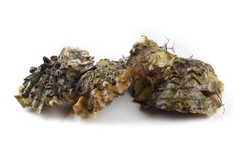 Oysters isolated on white