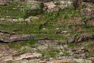 Green moss on tree trunk background with copy space. Closeup flat view of forest foliage. Nature plant pattern decoration