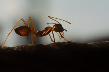 Macro pictures lens blur shadow of red ants