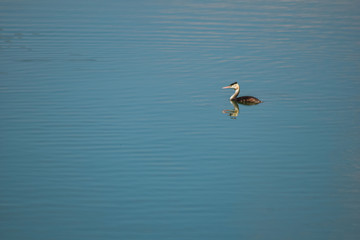 Fototapeta na wymiar Diver bird swimming and fishing on lake