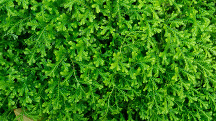 Obraz premium Lush green moss forest with old tree with moss. Background
