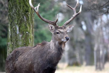 Dybowskii Deer Portrait in Winter Head Close Up
