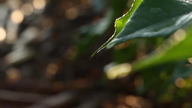 Agriculture - Detail of cotton leaf at dawn with drop of water falling - Agribusiness