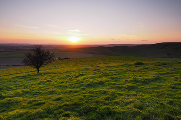 Obraz premium Sunset from the top of Milk Hill, the highest point in Wiltshire, with lone tree looking across the Vale of Pewsey and Salisbury Plain, North Wessex Downs, UK