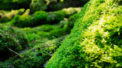 Lush green moss forest with old tree with moss. Background