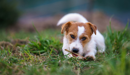 The puppy eats a bone outside. Dog Jack Russell Terrier.