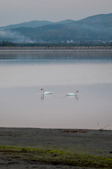 Swan swimming and searching for algae