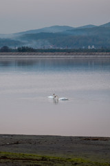 Swan swimming and searching for algae