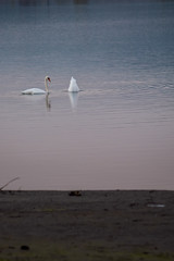 Swan swimming and searching for algae