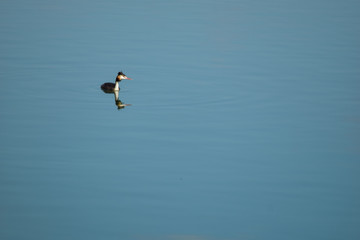 Diver bird swimming and fishing on lake