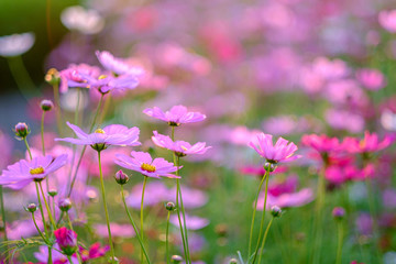 Cosmos flowers bloom in the rainy season in the garden.