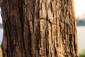 Natural bark texture background material. For Design. Old Wood Tree Background Pattern. dry tree bark close up.