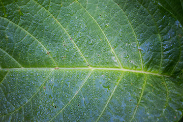 Closed up texture of green leaves pattern with water drop.