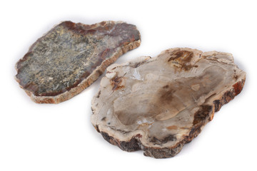 Ancient wood fossils