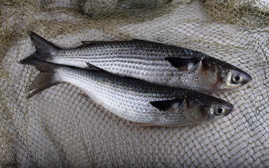 Mullet on net